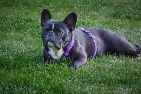 franösische Bulldogge
